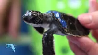 Episode 1:  How temperature effects sea turtle sex | Water as Habitat