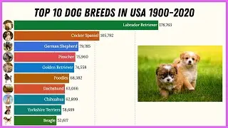 TOP 10 Dog Breeds in USA 1900-2020