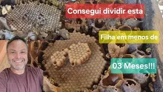 Esta caixa Filha de abelha Bugia eu fiz há menos de 03 meses, e já multipliquei!!! Vejam como foi