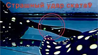 Birthday of stingray's farm.Interview.Worker's opinion.Is it difficult to take care of the stingrays