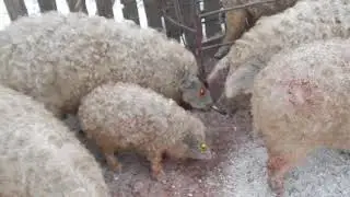 ЭКСТЕРЬЕР ПОРОСЯТ МАНГАЛИЦА