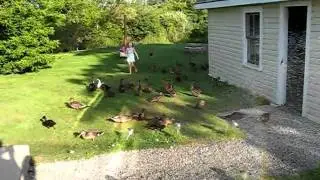My Pet Ducks