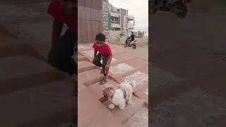 Little Pappy Dog