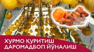 Хурмо қуритиш ҳақида - Xurmo quritish haqida