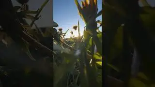 Как круто снять траву с одуванчиками 