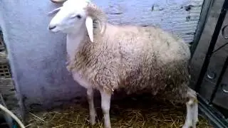 Kabchi ljami