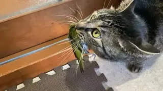 （閲覧注意）捕らえた大物をどうしても自慢したくて、見せに来る居候の猫（a house cat that pays rent）