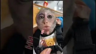Ленивое видео #рофл #подпишись #monkey #бибизян #обезьяна