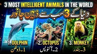World's 3 Most Intelligent Animals 😳👈