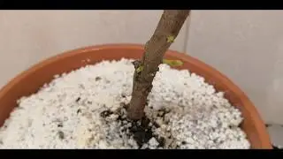 Оживление Фикусенка Часть 2