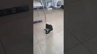 #звукидлякотов #кот #рекомендации #приколыскотами