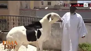 SEN ÉMISSION FIMA JAAR INVITÉ BERGERIE NGAYE MEKHE BAY OUSMAN NDIAYE 77 636 13 28