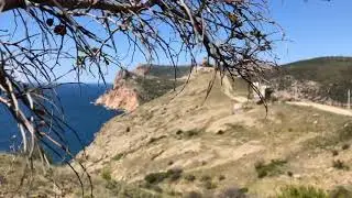 Инжир. Крым.