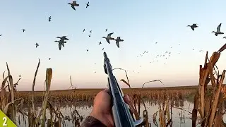 OPENING DAY Duck Hunt in FLOODED CORN! (Limited Out) | 28 Gauge Duck Hunting