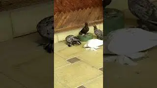 Узбекские голуби Русланбека!