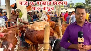 মাত্র ২৮ হাজার টাকায় ষাড় গরু। সাতমাইল গরুর হাট