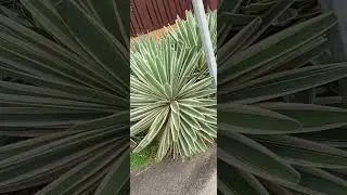 succulents plants #shortvedio