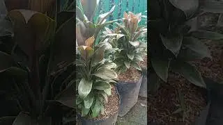 TANAMAN HANJUANG MINI