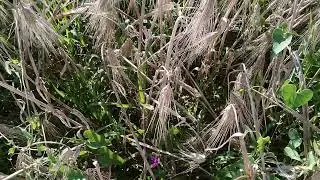 Уборка ячменя! Во вред или по другому никак!?