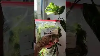 💚💚💚Для чего нужен мох сфагнум? Укоренение Монстеры Альбы💚💚💚 