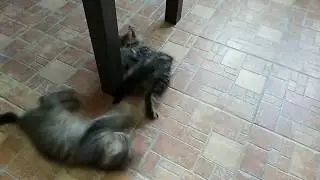 Maine coons, Battle