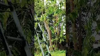kerja kerja