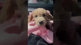 Come with me to pick up my girl