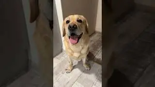 Дени против умной колонки😁