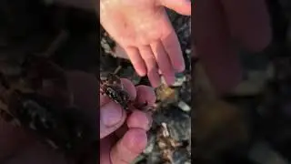Маленький крабик 🦀🤗#владивосток #приморьеwithlove #золотойрог #бухта #дальнийвосток #море