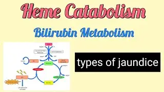 Heme Catabolism | Bilirubin Metabolism | types of jaundice #biochemistry #metabolism #hemoglobin