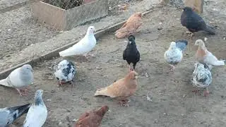 Чечня Голуби Абдул Малика