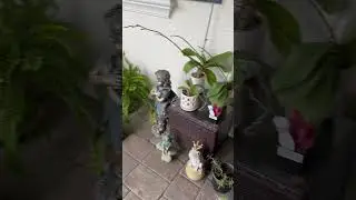 Сад и цветы 