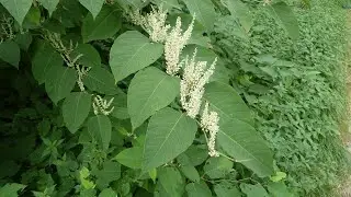 la renouée du Japon, une plante herbacée