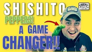 What You Didn't Know About Shishito Peppers! | Your Complete Guide!