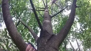 Tree free climbing [PART 2] (GoPro)