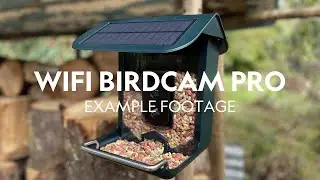 NatureSpy WiFi BirdCam Pro - Example Footage