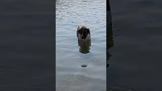🐶 Собакам тоже нужен Релакс
