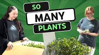 Huge Plant Restock: 7 Big Boxes