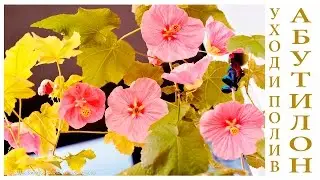 Абутилон (Abutilon), Комнатный Клен уход и полив