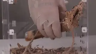 Mudanza del nido de hormigas tejedoras, Polyrhachis dives