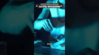 Обдолбанные акулы Бразилии! #shorts