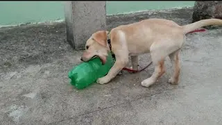 🤢😬[Labrador puppy - aggressive behaviour]😨 | aggressive Labrador | Labrador Charvi