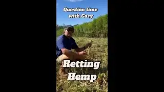 The first step of processing hemp for building homes is actually to let nature take it's course!