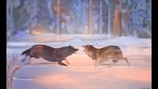 Snow shot, lighting using Unreal 5 and Nuke