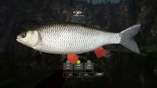 RF4 - [Belaya River] Trophy - Chub (4.29.2024)