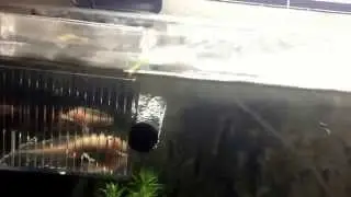 Setting axolotl in their new tank