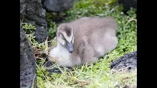 The Sad Story of a Nene Gosling and its Mother