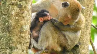 Mum serve newborn baby monkey.