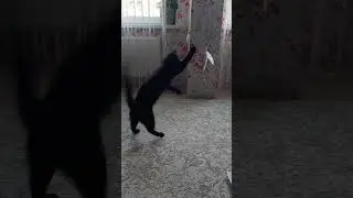 #happy #смешные #animals #cat #funny #kitten #puppies #щенок #кот