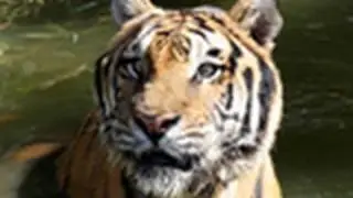R.I.P Snorkel the Tiger